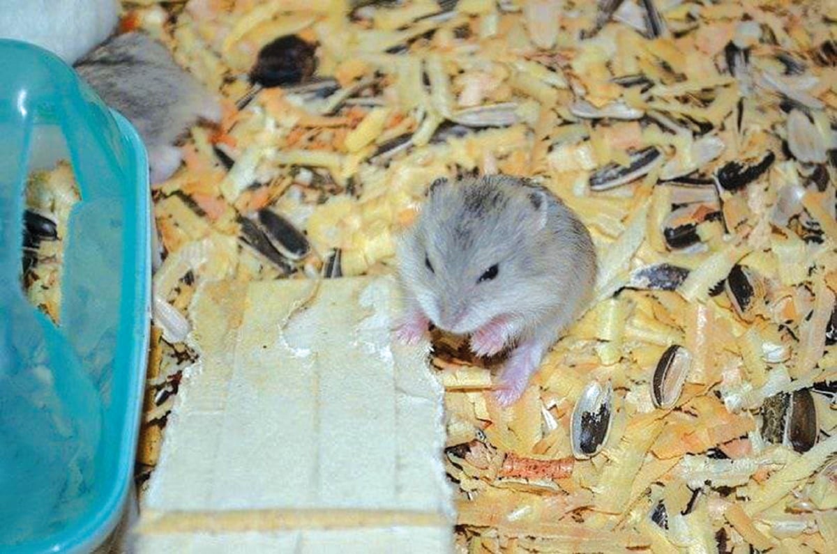 KEKURANGAN makanan, air atau rumah yang kotor boleh memberi tekanan kepada hamster. - FOTO Google 