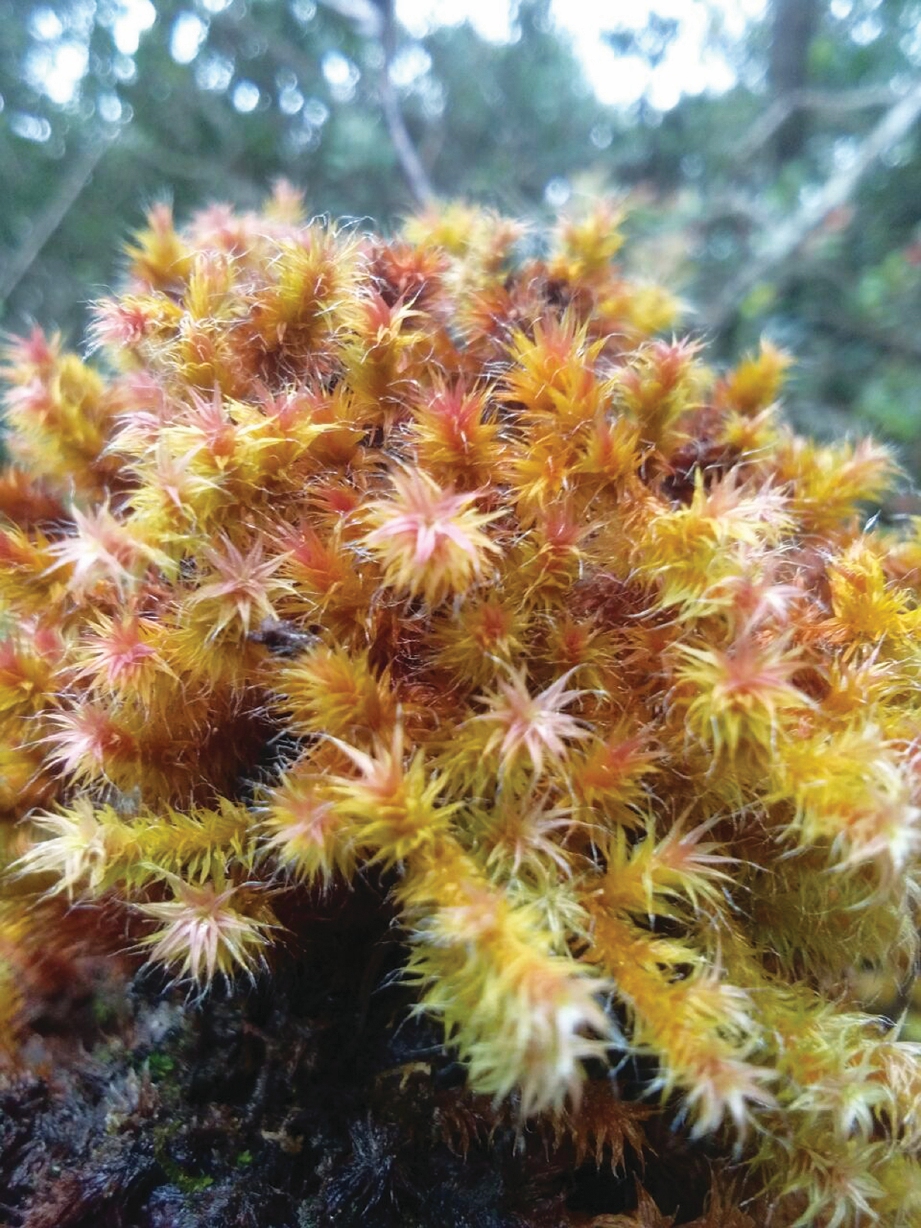 ANTARA tumbuhan unik yang ditemui sepanjang pendakian. FOTO Khairil Aslan Ab Rashid