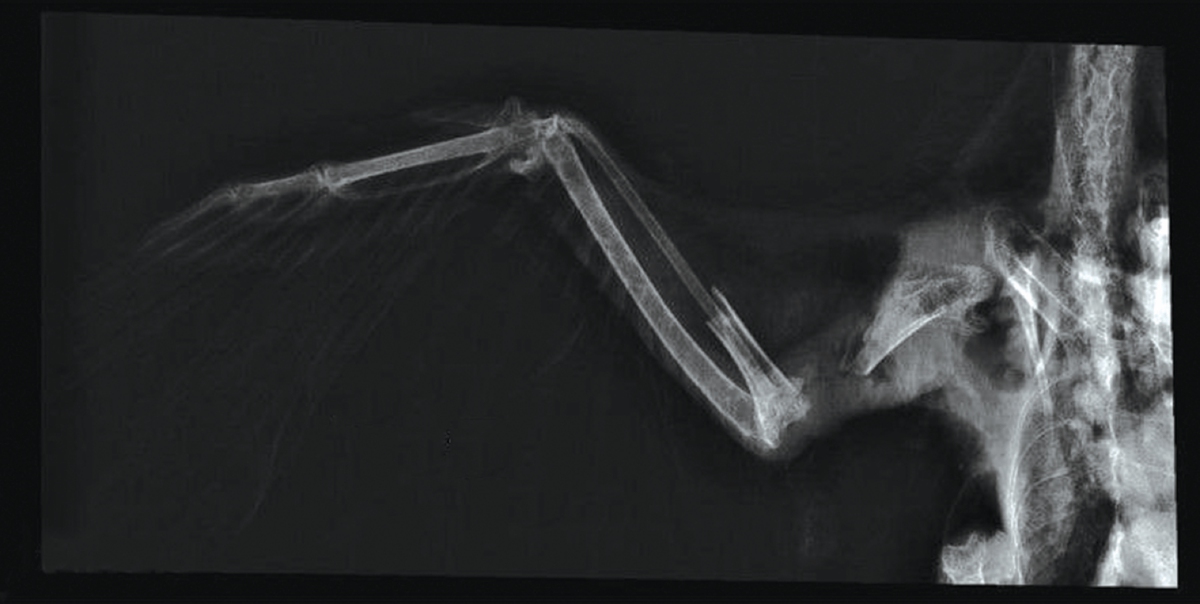 GAMBAR X-ray keadaan tulang kepak burung yang patah.
