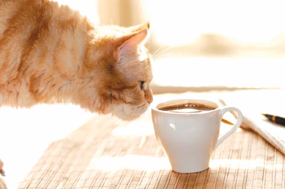 SEMUA jenis minuman yang mempunyai kandungan kafein di dalamnya juga tidak boleh diberi kepada kucing.