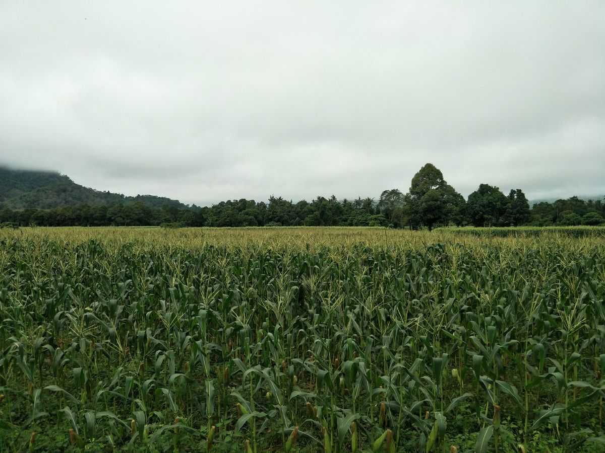 KEBUN jagung manis di kawasan seluas 4.8 hektar di Kampung Kuala Balah di Jeli, Kelantan.