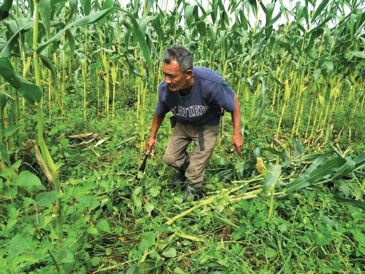 POKOK jagung yang habis buahnya dipatahkan untuk mudah dimesin.