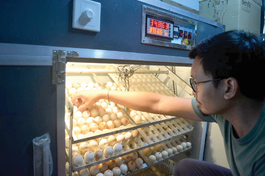 MEMERIKSA tempat penetasan telur.  FOTO: Koleksi peribadi Yusof Zaki