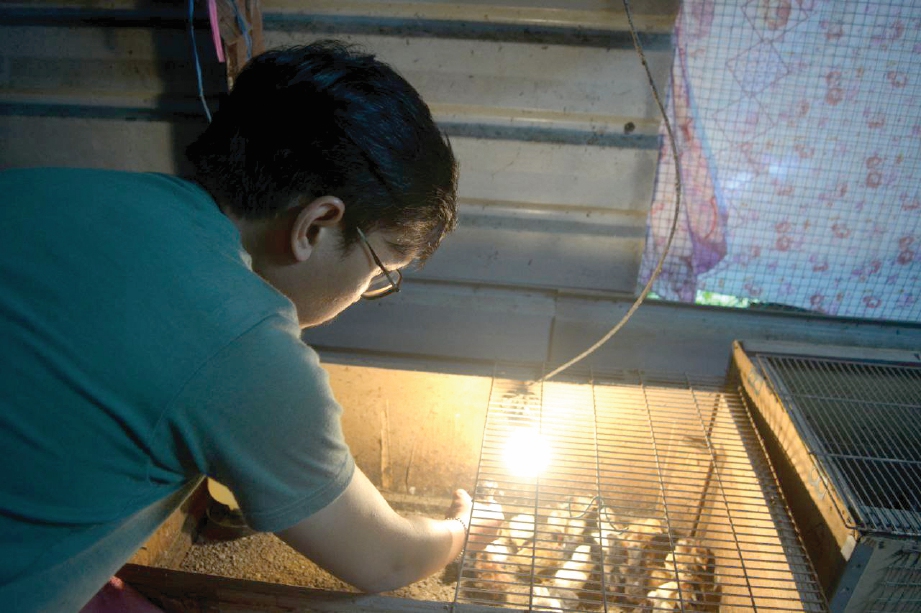 ANAK ayam kampung juga dijual kepada penternak sekitar Segamat.  FOTO: Koleksi peribadi Yusof Zaki