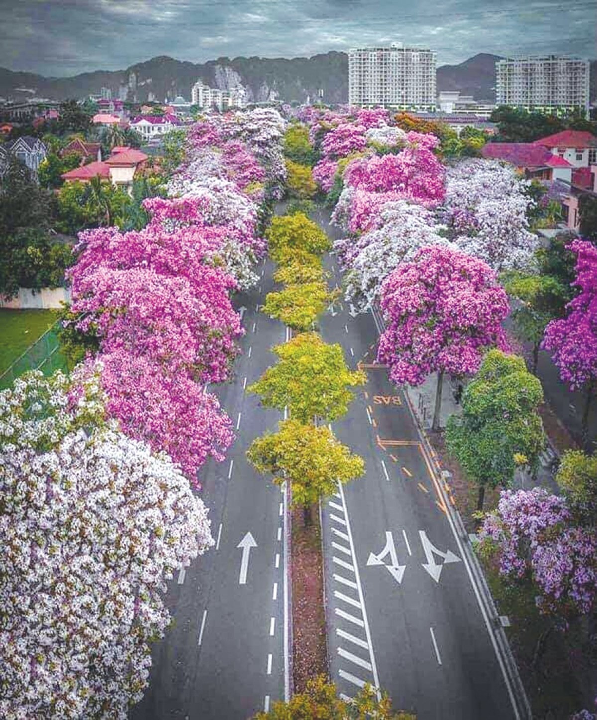 PANORAMA indah bunga tekoma mekar di sekitar ibu kota.