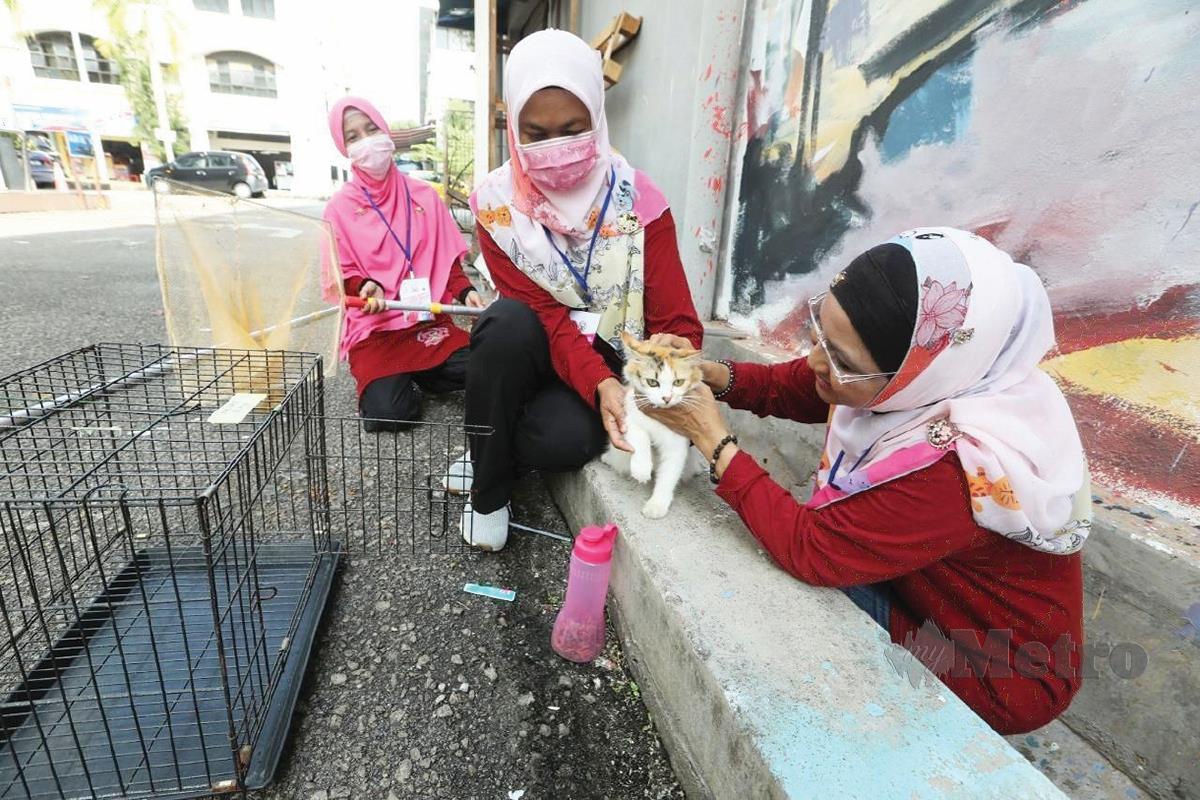JURINA (kanan) menangkap kucing pada program pemandulan perdana 50 kucing jantan jalanan di Indera Mahkota, Kuantan.