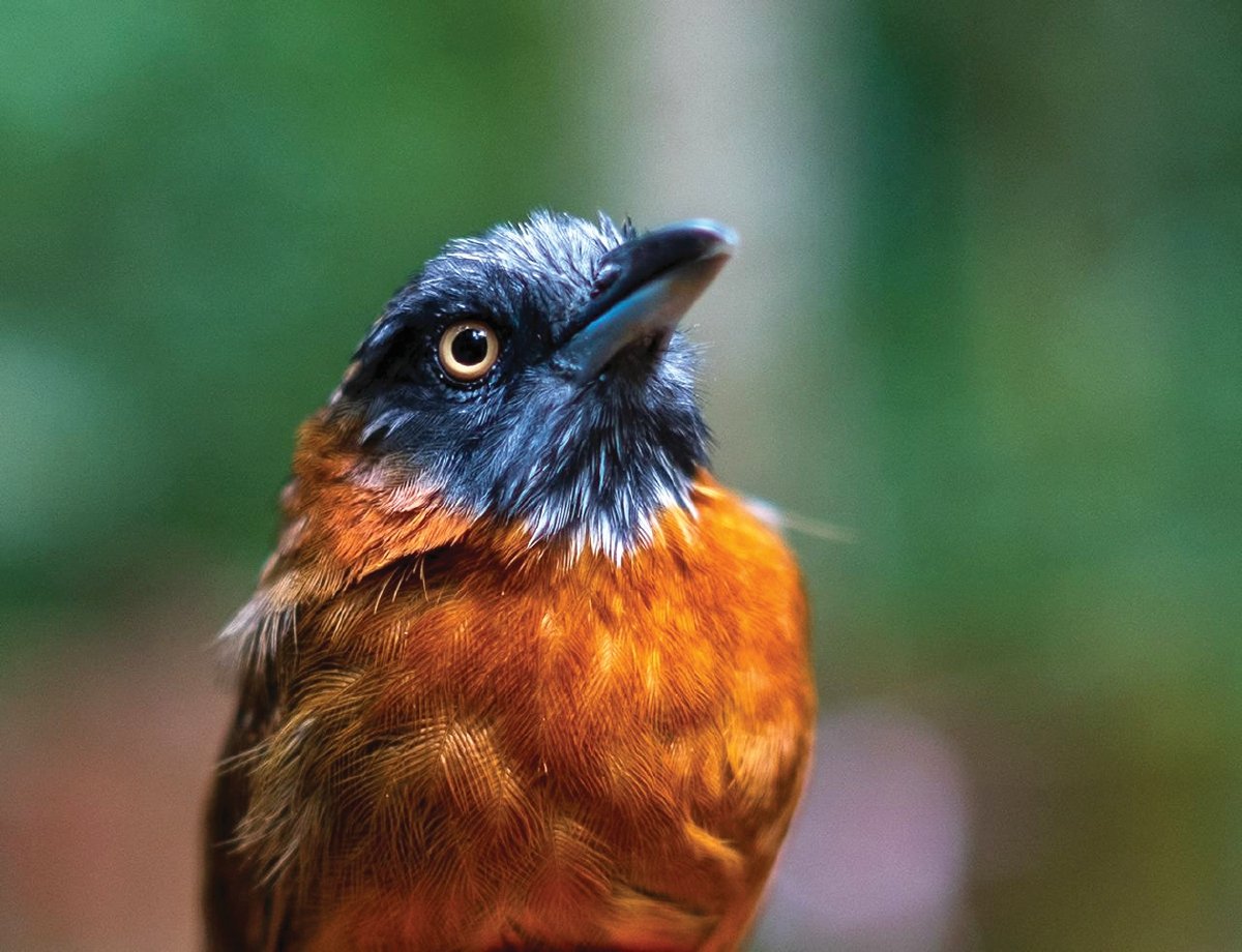 RED-HEADED Babbler atau rimba kepala batu antara burung yang ditemui di Lata Kekabu.