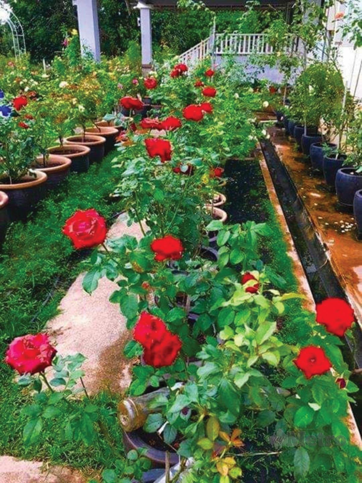 ANTARA jenis bunga ros yang ditanam.