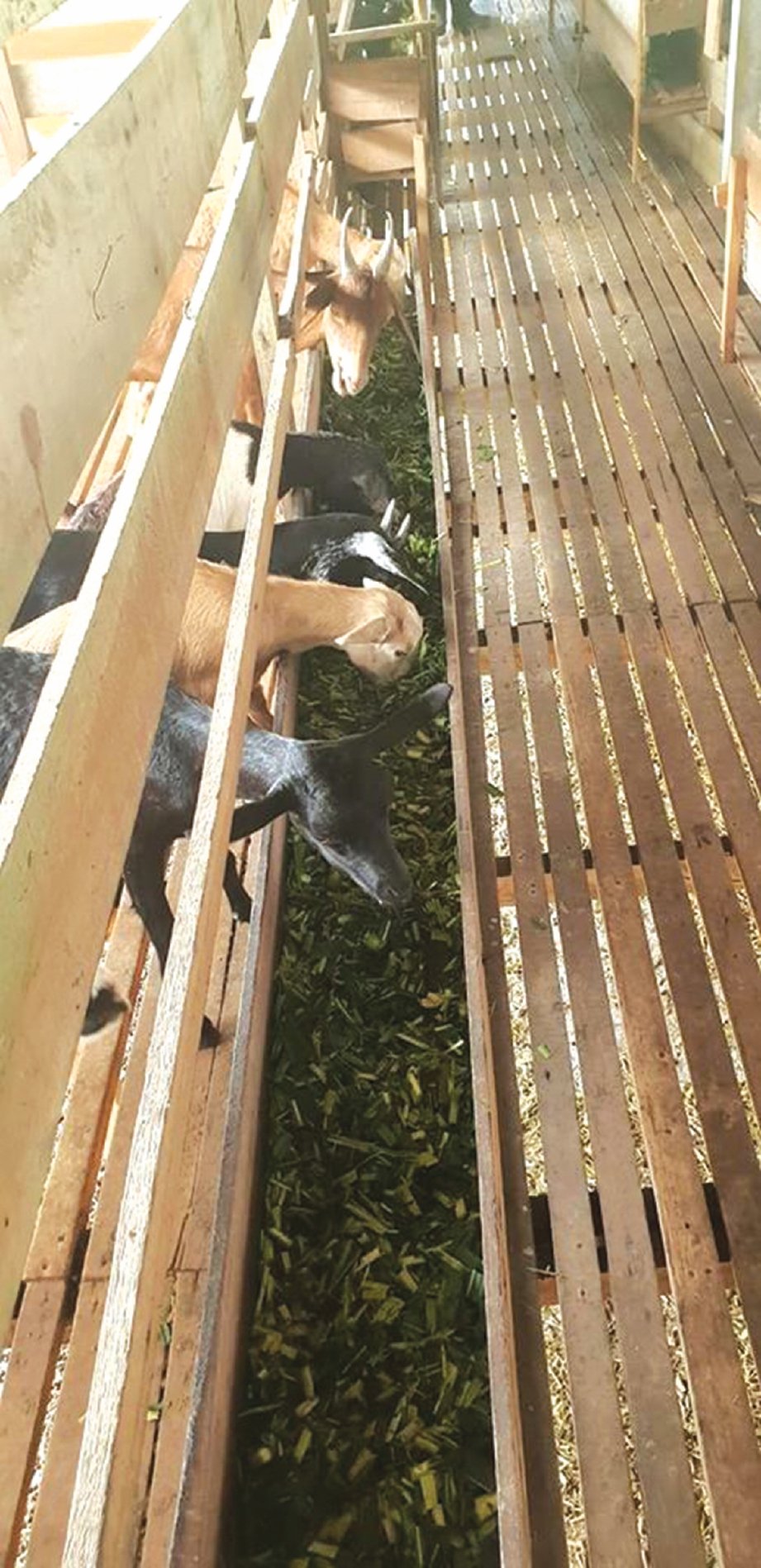 TERNAKAN kambing penting dalam penghasilan kompos atau baja untuk tanaman menerusi sisa najisnya. FOTO: MARDI