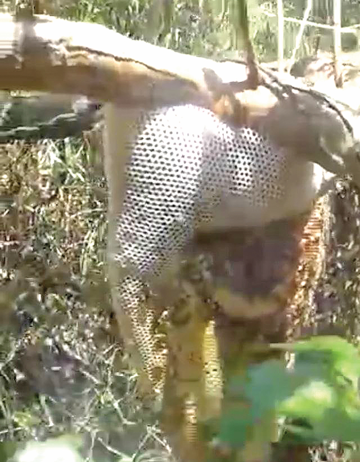 SARANG yang dipanggil kepala air ini yang dipotong sebahagian untuk mendapatkan madu lebah.