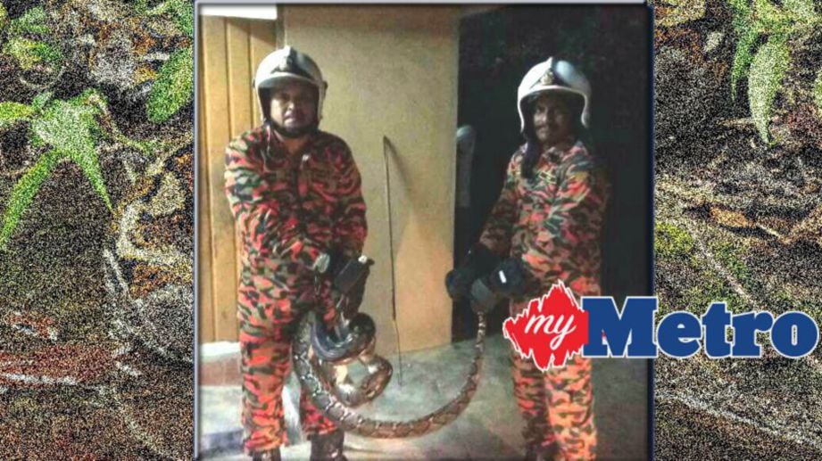 Bomba tangkap ular sawa di rumah seorang penduduk di Batu Gajah. Foto Ihsan Bomba