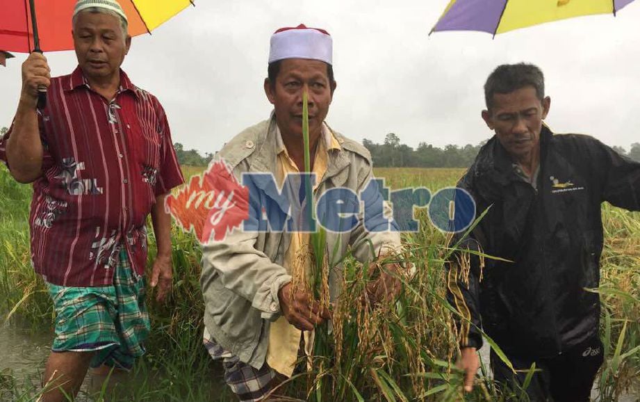 Harun (tengah) bersama dua lagi pesawah menunjukkan padi yang rosak di Kampung Bendang Pakyong, Tumpat. Foto Siti Rohana Idris