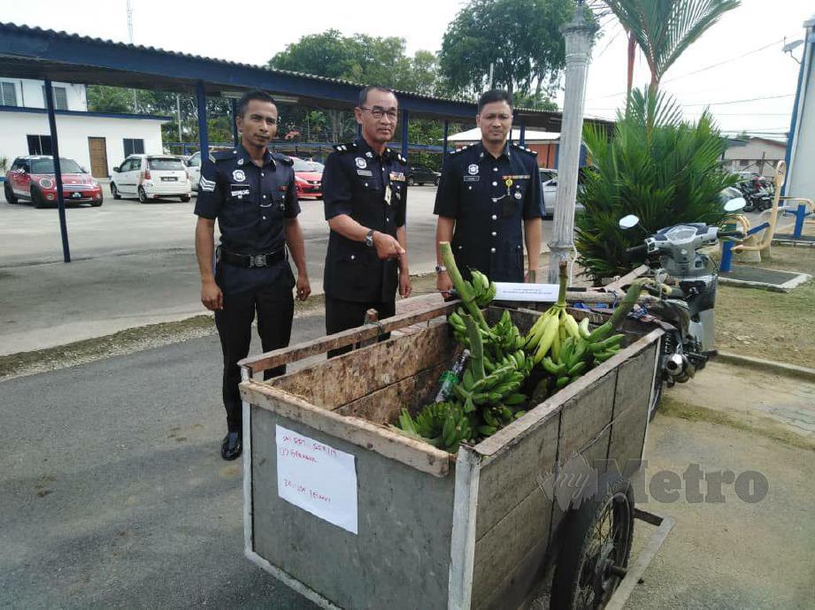 NOR Azmi (tengah) menunjukkan pisang dan motosikal yang dirampas polis. FOTO Amirul Aiman Hamsuddin