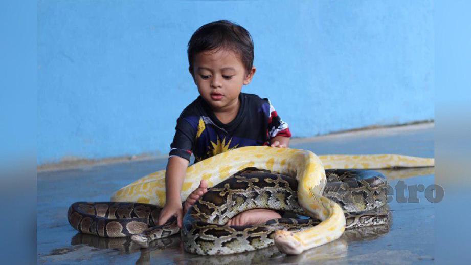 Che Muhammad Ahnaf Anaqi bermain dengan ular sawa Burma milik bapa saudaranya. FOTO Noramalina Alias