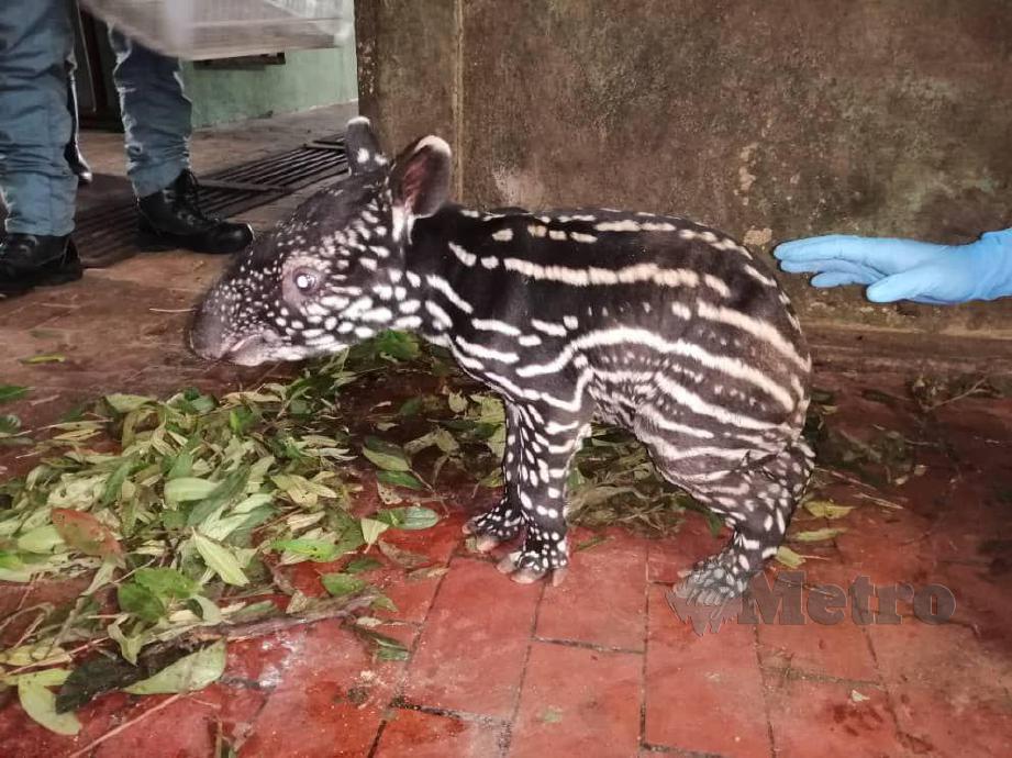 ANAK tapir seberat lapan kilogram yang baru dilahirkan. FOTO PERHILITAN
