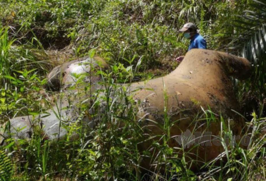 BANGKAI salah satu gajah Pygmy yang ditemui di Sukau, Kinabatangan.