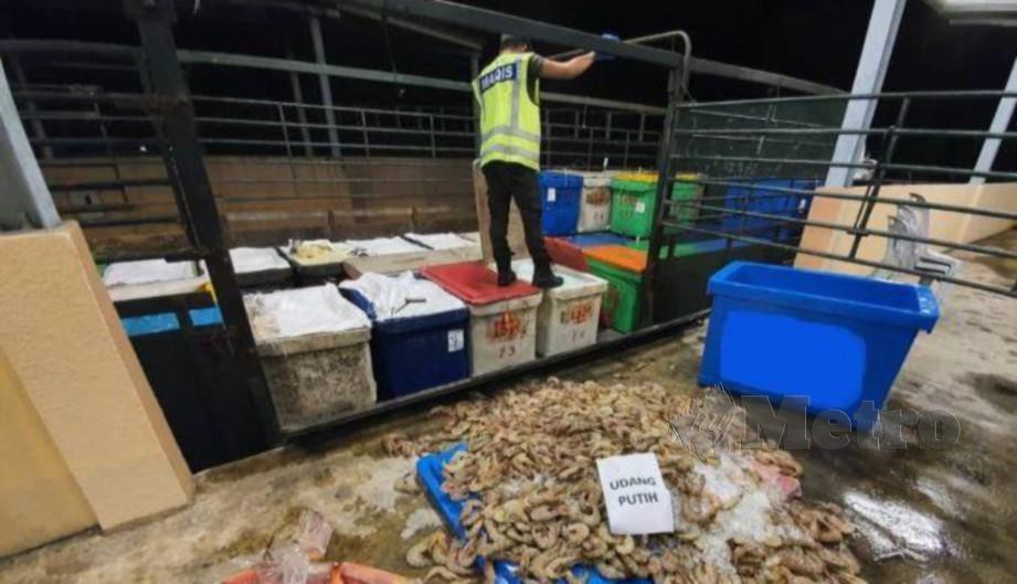 PENGUATKUASA MAQIS memeriksa sebuah lori dan menggagalkan cubaan membawa masuk udang dan ikan tanpa permit eksport ke Singapura di KSAB. FOTO IHSAN MAQIS JOHOR