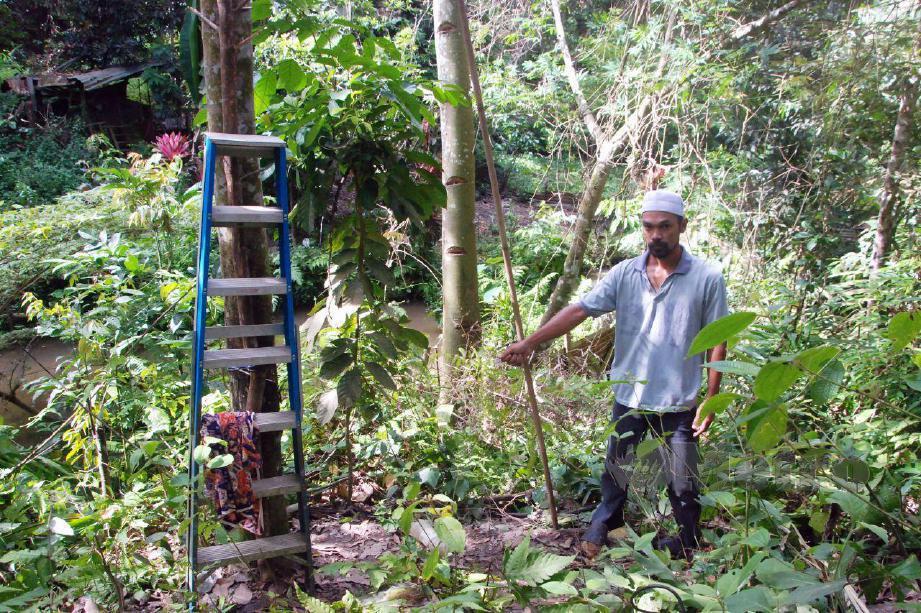 AZMAN Ab Rahman menunjukkan lokasi mayat Kadir Misran yang ditemui dipangkal pokok getah di Kampung Rembang Panas. FOTO Amran Yahya