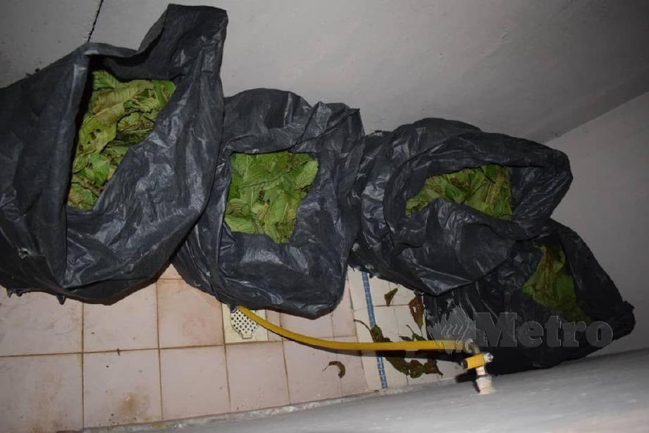 POLISturut merampas beberapa bungkusan daun ketum ketika serbuan di sebuah pangsapuri di Seksyen 24. FOTO Ihsan PDRM