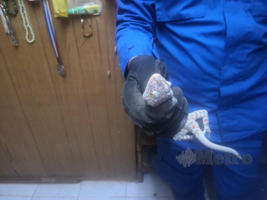 Anggota APM Padang Terap berjaya menangkap cicak tokek yang masuk ke dalam rumah penduduk di Kampung Jabi ketika hampir waktu berbuka puasa. FOTO IHSAN APM