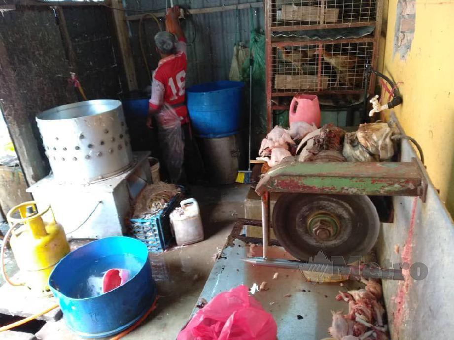Seorang peniaga ayam berusia, 71 Seorang peniaga berusia 71 di pasar Lanchang telah dikompaun sebanyak RM 2500 kerana menjual ayam Standard RM8.50 bagi satu kilogran melebihi harga maksimum yang ditetapkan kerajaan iaitu RM 7.50 sekilogram. FOTO ROSELAN AB MALEK
