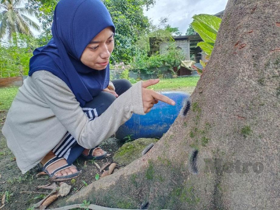 NURUL Asyikin Mohd Nazri,20, menunjukkan ulat bulu yang berada di pohon rambutan berdekatan rumahnya di Kampung Lubuk Tualang, Sik. FOTO NOORAZURA ABDUL RAHMAN