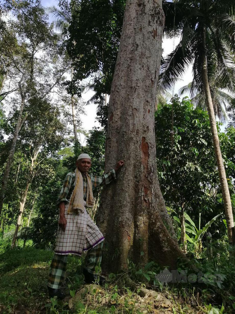Dusun durian milik Abd Rahman Kutah di Kampung Gepu, Ulu Jelebu. FOTO ABNOR HAMIZAM