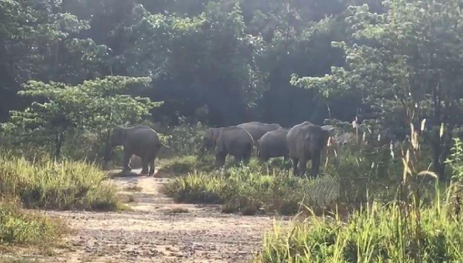 Kumpulan gajah liar yang dipercayai daripada Taman Negeri  dilihat masih berkeliaran berhampiran penempatan penduduk di Pekan Kahang, Kluang. FOTO IHSAN PEMBACA.