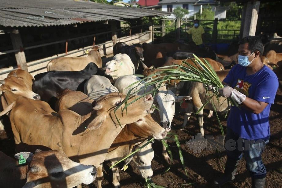 Awang memberi makan kepada lembu peliharaannya. FOTO GHAZALI KORI