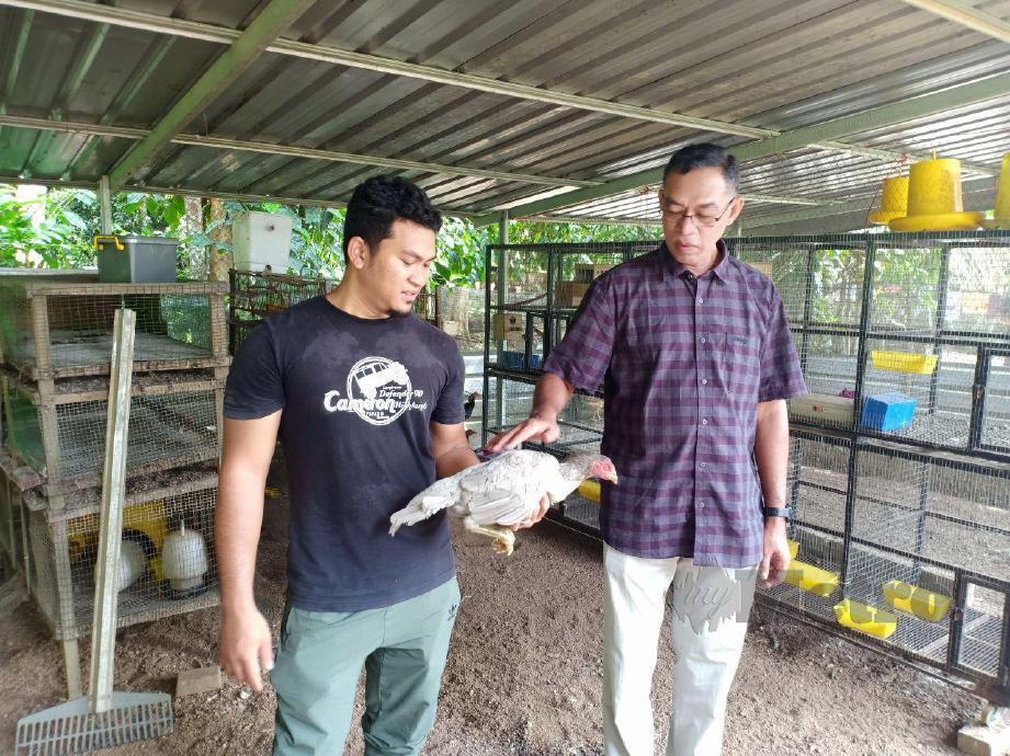 Muhammad Syarafi Suhaimi, 28, Kampung Tanggol menunjukkan ayam kampung jenis baka yang diternak kepada Ahli Parlimen Hulu Terengganu, Datuk Rosol Wahid di reban ternaknya. FOTO AHMAD RABIUL ZULKIFLI