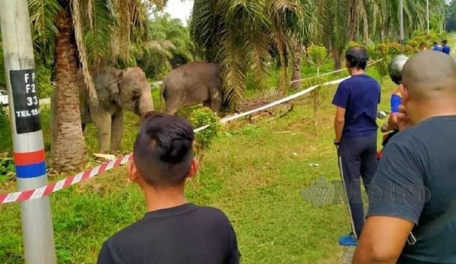 Gambar viral Dua Gajah denak, yang dipercayai berada di Felda Pasak menjadi perhatian penduduk setempat. FOTO IHSAN PEMBACA
