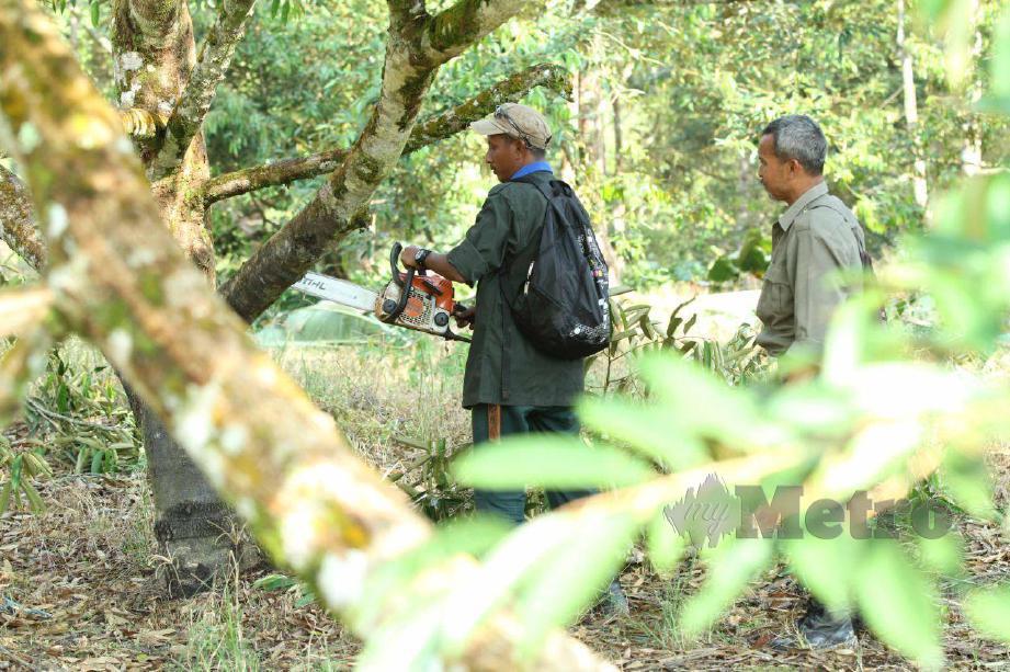 KEBUN durian jenis Musang King dalam hutan simpan di Raub dimusnahkan pihak berkuasa. FOTO Mohd Rafi Mamat