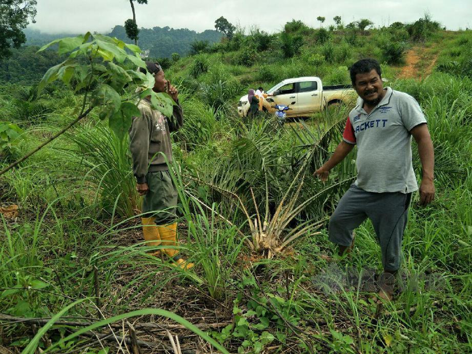 Penduduk tunjukan kerosakan pokok sawit semakin bertambah kerana seekor gajah liar masih berkeliaran di kawasan ladang di Kampung Kala. FOTO RAMLI IBRAHIM