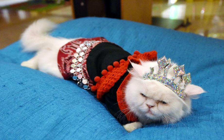 COMEL si meow kesayangan dalam kostum menarik lengkap dengan mahkota.