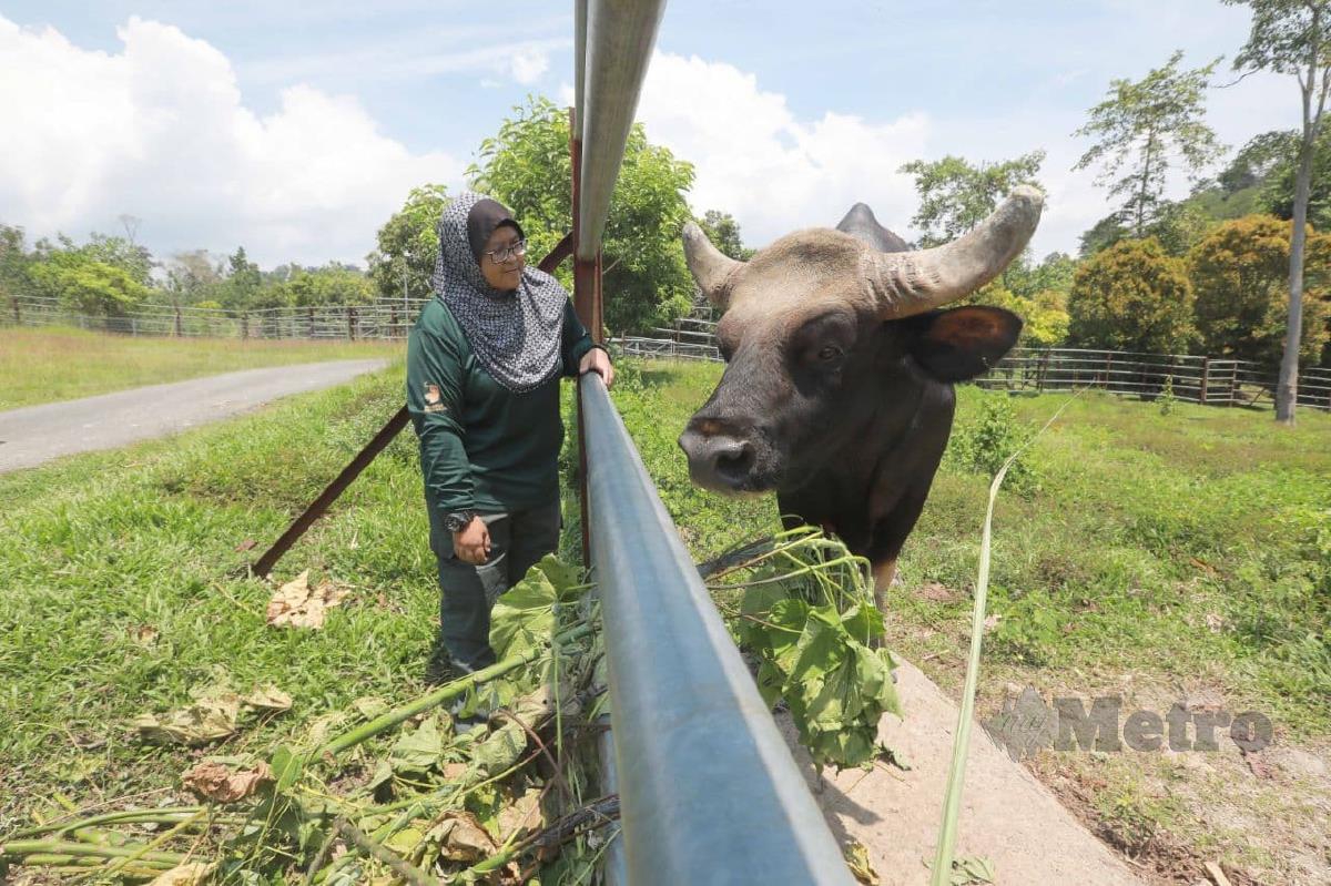 Penolong Pegawai Veterinar Pusat Konservasi Hidupan Liar Seladang, Jenderak Selatan, Jawahir Jaafar bersama baka jantan seladang bernama Nino.