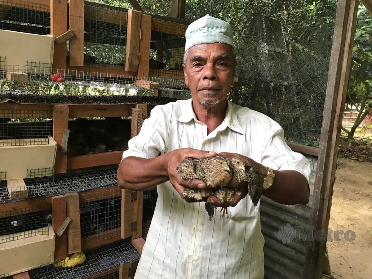 Zahari Abdullah mula berjinak dengan ternakan burung puyuh sejak November lalu sebagai sumber pendapatan sampingan di Kampung Kubang Bongor. FOTO/ STR HAZIRA AHMAD ZAIDI