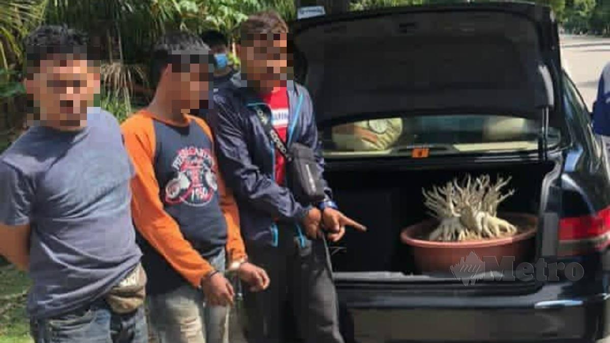 TIGA lelaki yang mencuri pokok bonsai ditahan dalam serbuan di Paya Keladi, Kepala Batas. FOTO Ihsan Polis