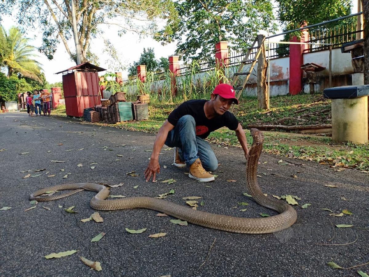 Malek Denan menunjukkan kebolehannya menjinakkan ular tedung selar. FOTO/AHMAD RABIUL ZULKIFLI