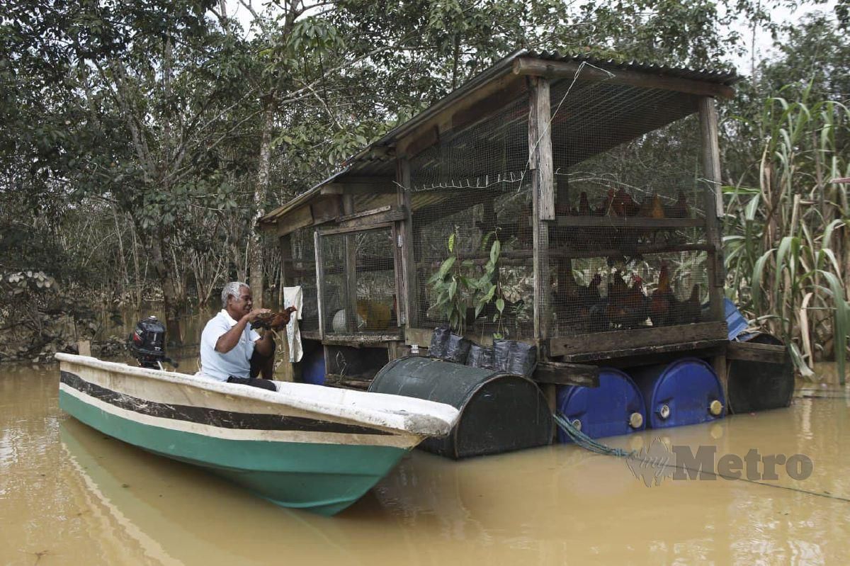 ABU Bakar melihat ayam di dalam reban terapung yang dibina  dengan menggunakan tong plastik  berdekatan rumahnya. FOTO Ghazali Kori