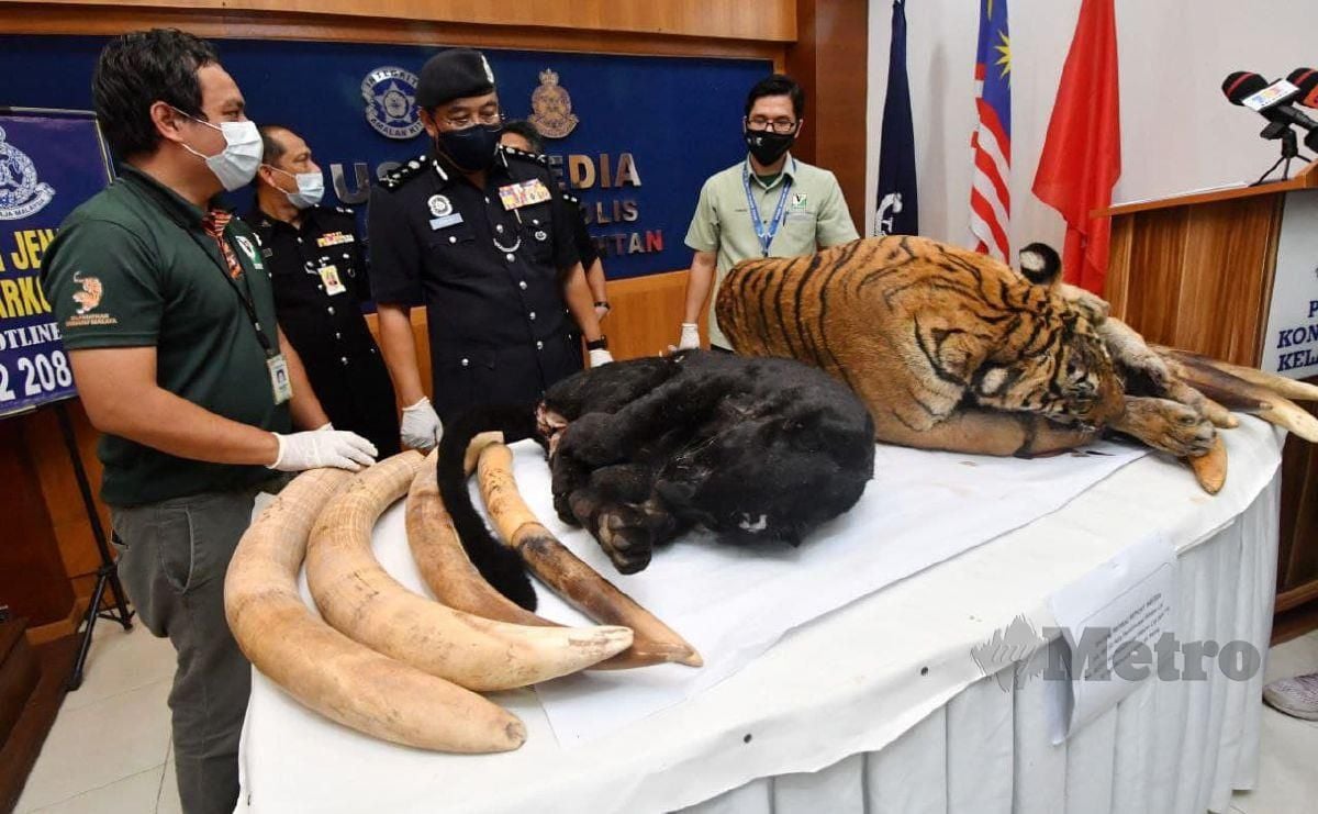 SHAFIEN (dua kiri) bersama Adnan (kanan) menunjukkan harimau belang dan harimau serta gading gajah yang dirampas.  FOTO Nik Abdullah Nik Omar