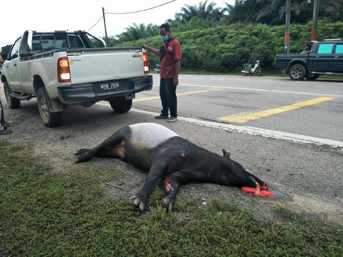 Tapir jantan seberat 450 kilogram dijumpai mati ditepi jalan dekat Felda Perasu di percayai dilanggar kenderaan awal pagi ini. FOTO RAMLI IBRAHIM