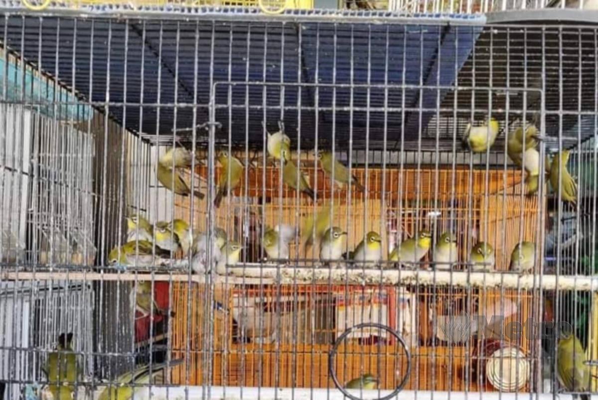 ANTARA spesies burung yang dirampas dalam pemeriksaan di sebuah premis di Seri Kembangan, Serdang, Ahad lalu. FOTO IHSAN PERHILITAN