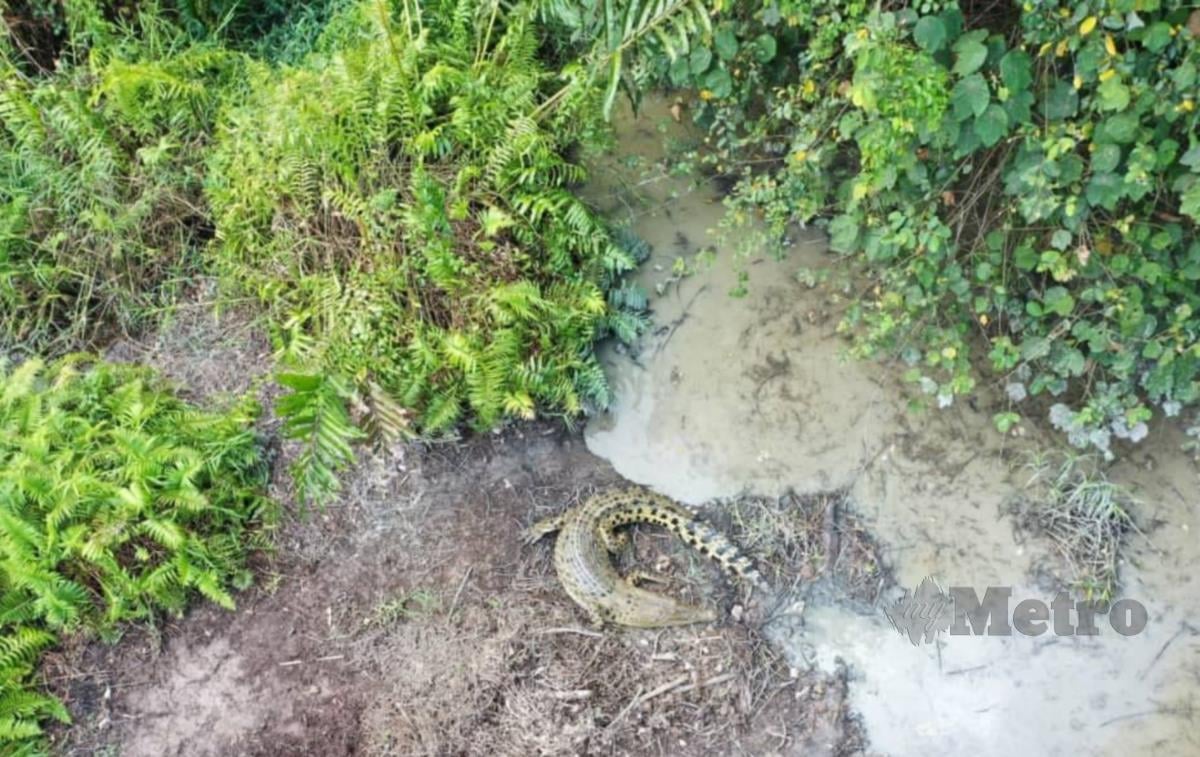 Buaya tembaga sepanjang tiga meter ditemui terperangkap di muara sungai berhampiran Kampung Parit Kangkung, Batu Pahat. Foto Ihsan Perhilitan