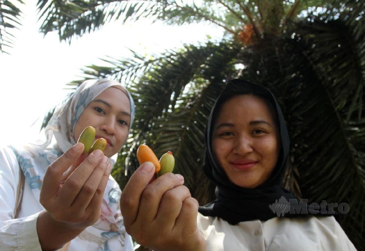 Wajihah  (kiri) bersama Nur Fatin mengambil gambar buah kurma. FOTO NIK ABDULLAH NIK OMAR