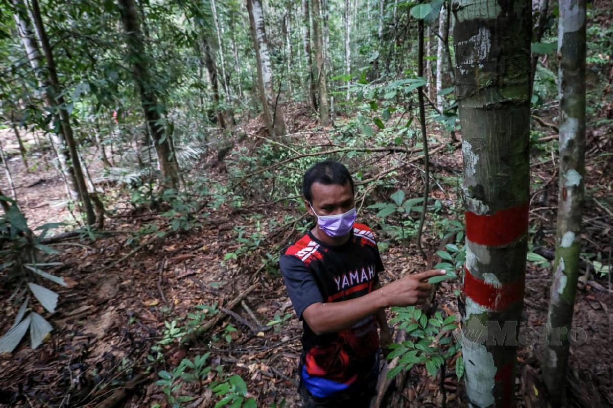Penduduk kampung menunjukkan antara pokok yang ditanda dipercayai bagi melakukan aktiviti pembalakan di Hutan Simpan Bukit Perangin berdekatan Taman Eko Rimba Puncak Janing. FOTO LUQMAN HAKIM ZUBIR