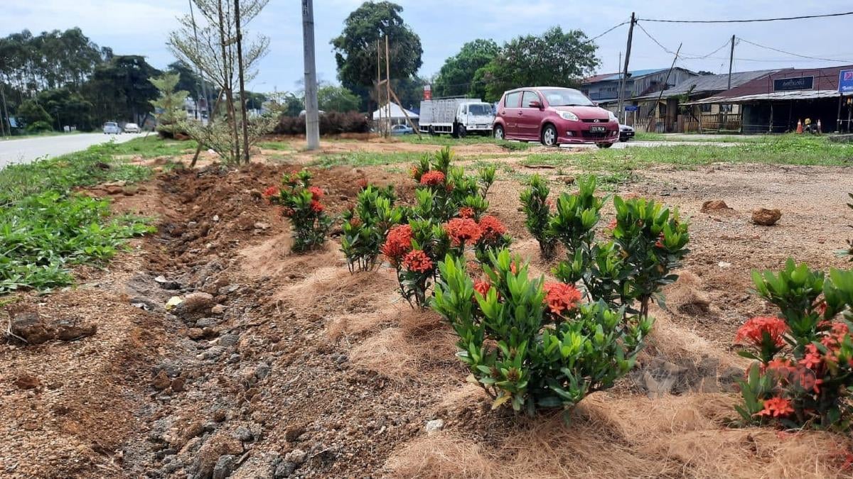 Pokok bunga hiasan spesis ixora sunkist menjadi sasaran pencuri di Jalan Kuantan-Gambang, dekat Taman Tas, Kuantan. FOTO Asrol Awang
