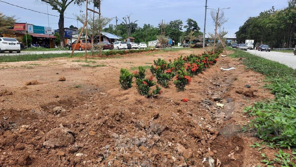 Pokok bunga hiasan spesis ‘ixora sunkist’ menjadi sasaran pencuri di Jalan Kuantan-Gambang, dekat Taman Tas, Kuantan. - Foto Asrol Awang