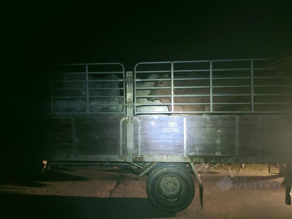 Tujuh ekor lembu baka Brahman yang dirampas anggota PGA7 bernilai RM88,200 di Kampung Pohon Tanjung, di sini, semalam. FOTO IHSAN PGA7