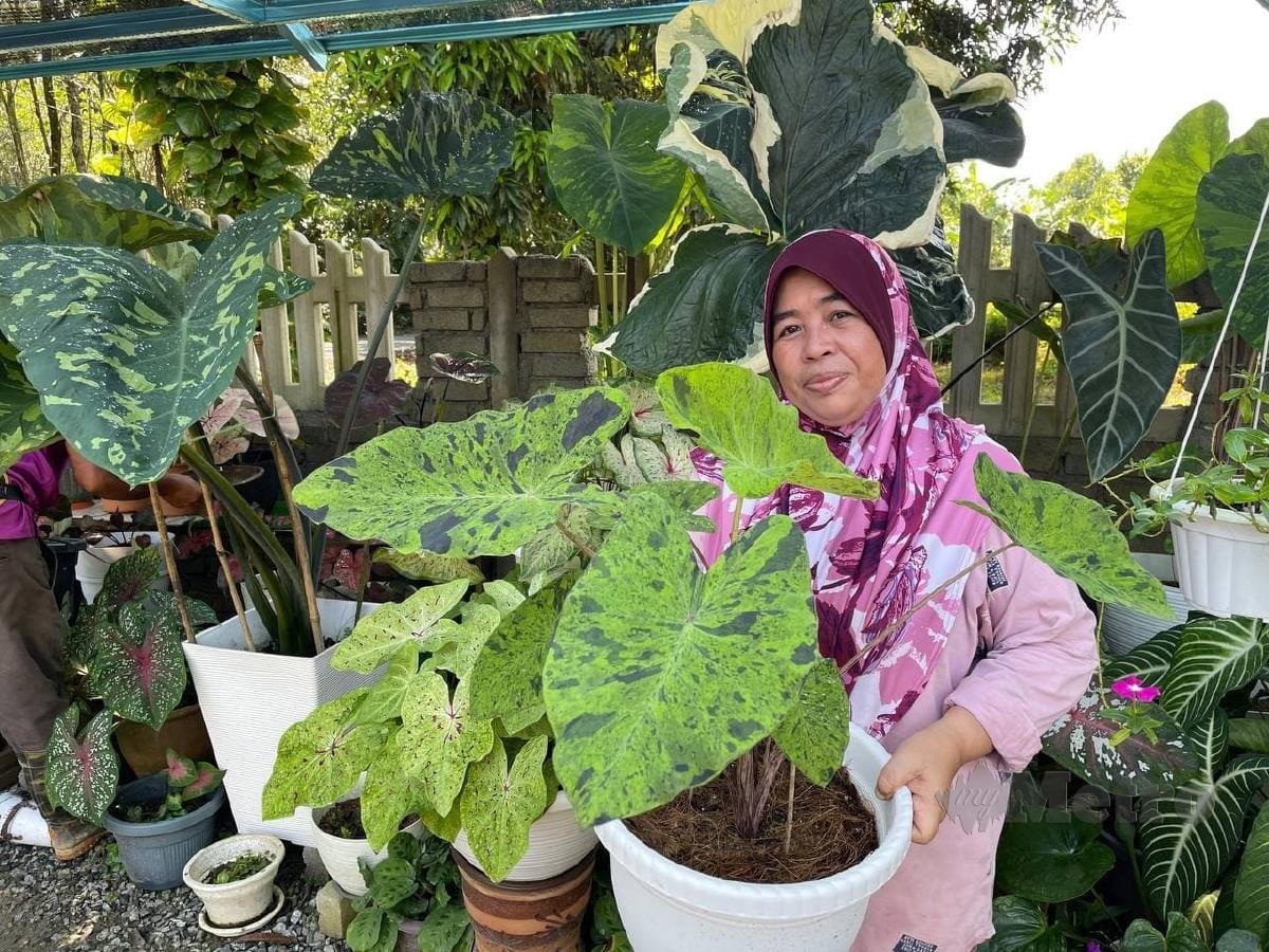 Azita menunjukkan keladi Mojito yang berharga RM2,500 sepokok yang ditanam di Laman Keladi Tok Kahat di rumahnya. FOTO AHMAD RABIUL ZULKIFLI
