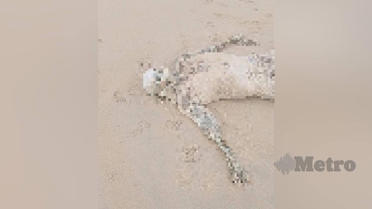 Mayat reput belum diketahui identiti ditemukan di pesisir pantai Kampung Mengabang Panjang. FOTO Ihsan Pembaca